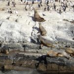 Cormoranes y lobos marinos en un islote