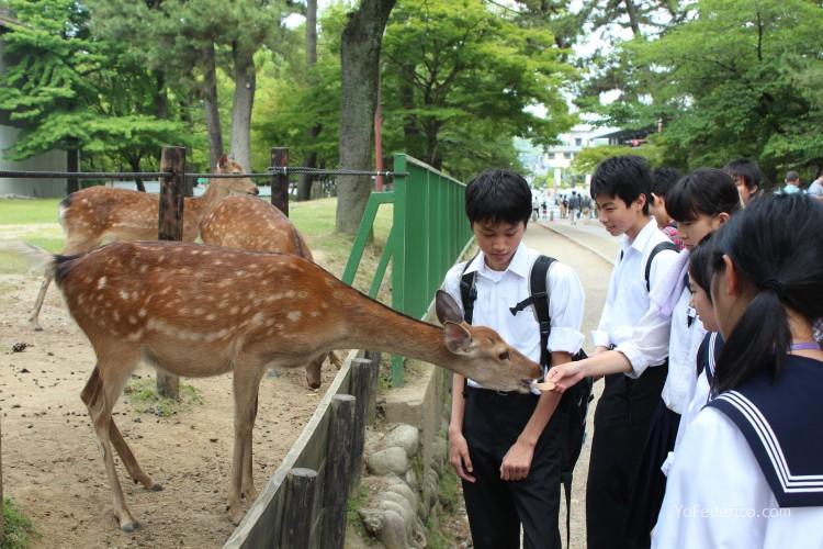 Ciervos de Nara, Japon