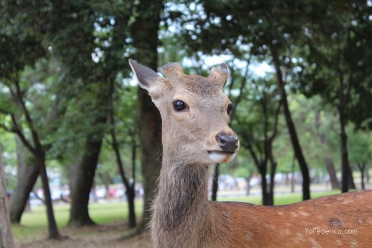 NARA, una ciudad japonesa con ciervos libres!