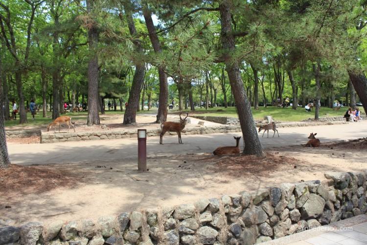 Ciervos de Nara, Japon