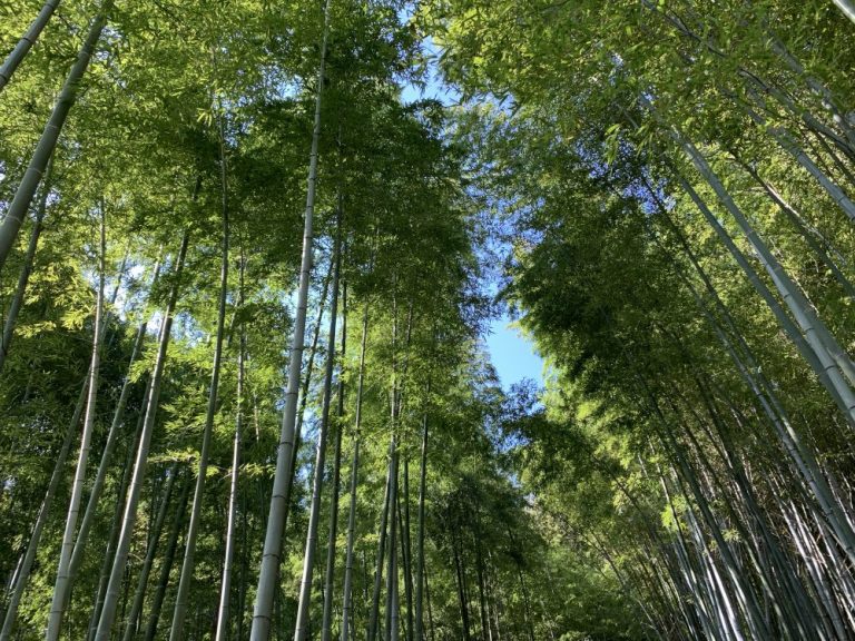 El hermoso bosque de bambú en Arashiyama, Kyoto